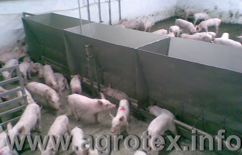 Бункерні годівниці для свиней