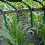 Органічний азот та гумус — «природній енерджайзер» для посівів кукурудзи